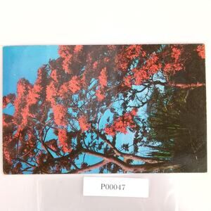 Vintage 1963 Postcard Poinciana Tree in Full Bloom Florida Lusterchrome Tichnor